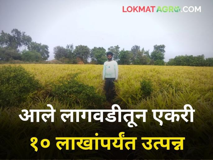 Five acres of cotton is worth one acre of ginger | पाच एकर कपाशीला एक एकर आलं भारी  Five acres of cotton is worth one acre of ginger | पाच एकर कपाशीला एक एकर आलं भारी