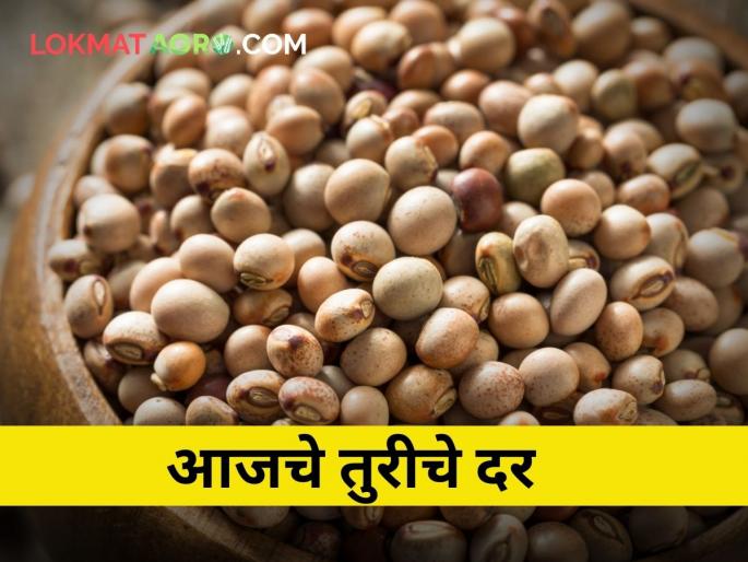 maharashtra agriculture farmer toor market yard price | जाणून घ्या आजचे तुरीचे बाजारभाव