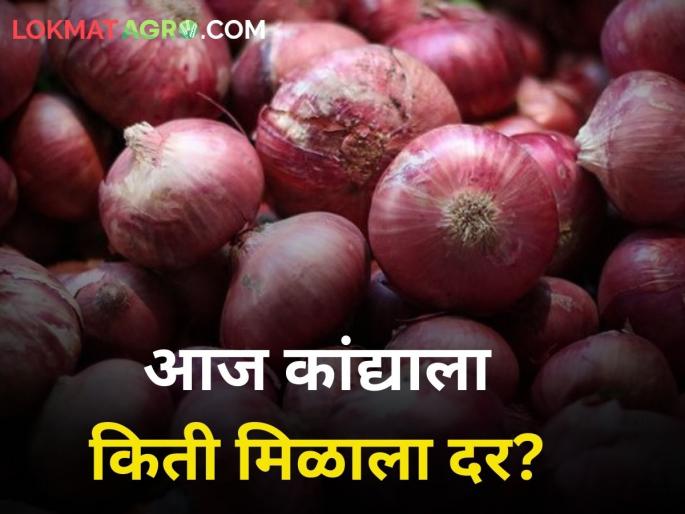 maharashtra agriculture farmer today onion rates market yard | आजची कांदा बाजारभावाची काय आहे परिस्थिती? maharashtra agriculture farmer today onion rates market yard | आजची कांदा बाजारभावाची काय आहे परिस्थिती?