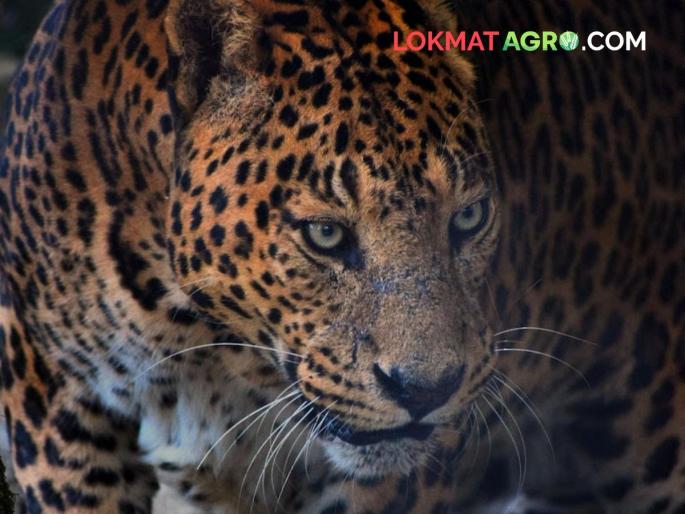 20 lakh compensation to farmers in case of death due to wild animal attack maharashtra agriculture farmer | वन्यप्राण्यांच्या हल्ल्यात मृत्यू झाल्यास शेतकऱ्यांना २० लाखांची भरपाई 20 lakh compensation to farmers in case of death due to wild animal attack maharashtra agriculture farmer | वन्यप्राण्यांच्या हल्ल्यात मृत्यू झाल्यास शेतकऱ्यांना २० लाखांची भरपाई