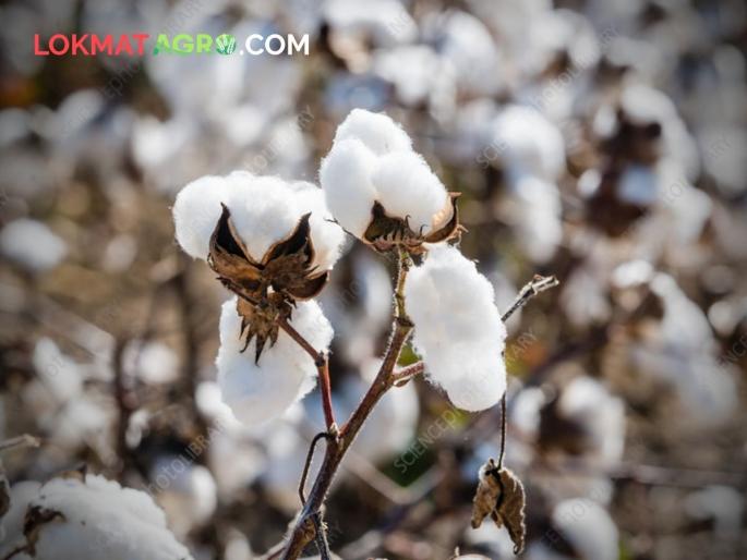 CCI leads in Telangana and lags behind in Maharashtra in cotton procurement | कापूस खरेदीत ‘सीसीआय’कडून महाराष्ट्रावर अन्याय! तेलंगणात सर्वांत जास्त खरेदी CCI leads in Telangana and lags behind in Maharashtra in cotton procurement | कापूस खरेदीत ‘सीसीआय’कडून महाराष्ट्रावर अन्याय! तेलंगणात सर्वांत जास्त खरेदी