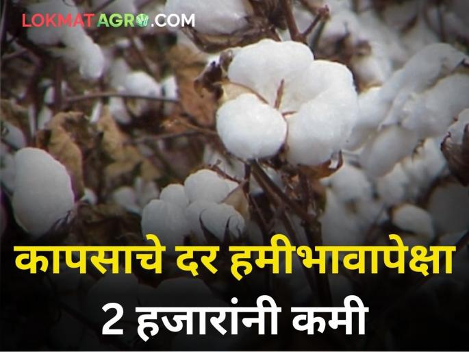 maharashtra agriculture farmer cotton market yard rate less than msp 2 thousand | कापसाचे दर हमीभावापेक्षा २ हजाराने कमी! जाणून घ्या आजचे सविस्तर दर maharashtra agriculture farmer cotton market yard rate less than msp 2 thousand | कापसाचे दर हमीभावापेक्षा २ हजाराने कमी! जाणून घ्या आजचे सविस्तर दर