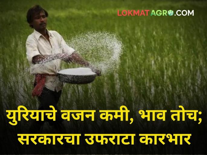 Less weight urea bag same price central government farmer fertilizer rate grow | युरियाचे वजन कमी, भाव ताेच! वापर कमी करण्याचा खटाटाेप; सरकारचा उफराटा कारभार Less weight urea bag same price central government farmer fertilizer rate grow | युरियाचे वजन कमी, भाव ताेच! वापर कमी करण्याचा खटाटाेप; सरकारचा उफराटा कारभार