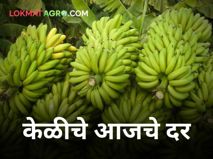 maharashtra agriculture farmer market rate fruit Banana rates from 500 to 5500 rupees | केळीचे दर ५०० रूपयांपासून साडेपाच हजारांपर्यंत maharashtra agriculture farmer market rate fruit Banana rates from 500 to 5500 rupees | केळीचे दर ५०० रूपयांपासून साडेपाच हजारांपर्यंत