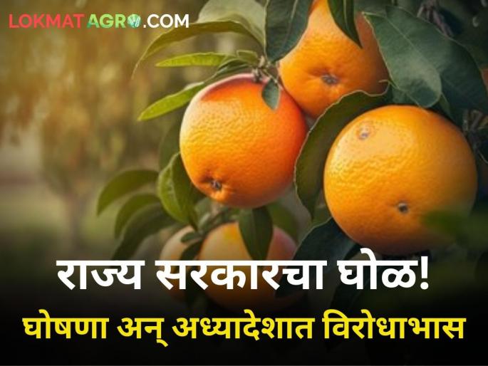 Promotion Modern Orange Processing Centre recently Export Facilitation Centre nagpur farmer | घोषणा 'निर्यात सुविधा केंद्रा'ची पण अध्यादेशात 'संत्रा प्रक्रिया केंद्रा'चा उल्लेख! राज्य सरकारचा घाेळ Promotion Modern Orange Processing Centre recently Export Facilitation Centre nagpur farmer | घोषणा 'निर्यात सुविधा केंद्रा'ची पण अध्यादेशात 'संत्रा प्रक्रिया केंद्रा'चा उल्लेख! राज्य सरकारचा घाेळ