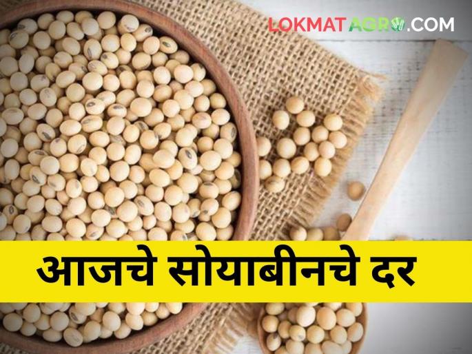 maahrashtra agriculture farmer market yard todays soybean rates detail | आज किती मिळाला सोयाबीनला दर? maahrashtra agriculture farmer market yard todays soybean rates detail | आज किती मिळाला सोयाबीनला दर?