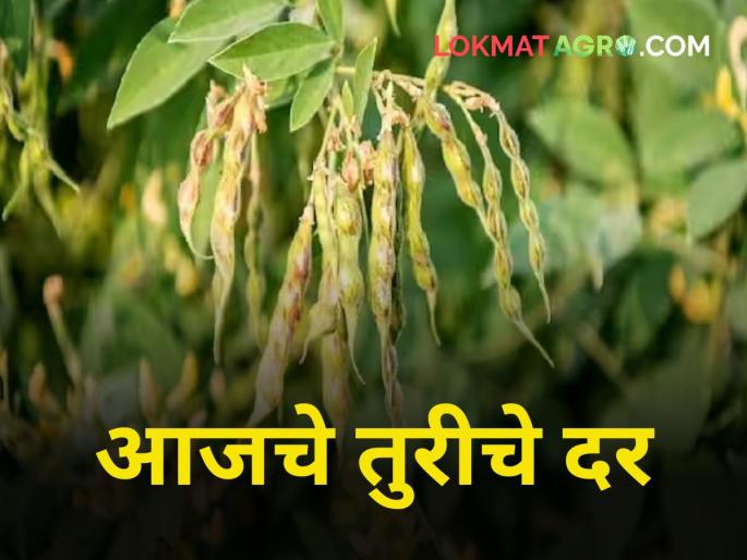 maharashtra agriculture farmer tur market rate market yard | तुरीला किती मिळतोय दर? maharashtra agriculture farmer tur market rate market yard | तुरीला किती मिळतोय दर?