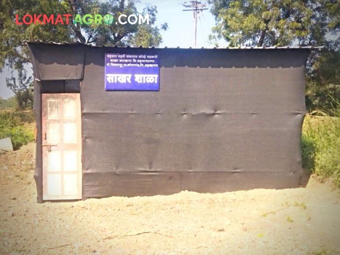 sugarcane worker children school education problem future dark sugar factory | ऊसतोड कामगारांच्या लेकरांचे भविष्य अंधारात! साखर शाळा नाममात्र उभ्या sugarcane worker children school education problem future dark sugar factory | ऊसतोड कामगारांच्या लेकरांचे भविष्य अंधारात! साखर शाळा नाममात्र उभ्या