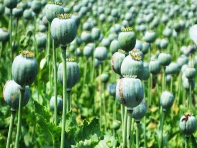 Cultivation of opium in onion and garlic fields in Mavadi too 76 thousand 38 kg of opium seeds seized | मावडीतही कांदा आणि लसुणाच्या शेतात अफुची लागवड; ७६ हजारांची ३८ किलो अफुची बोंडे जप्त Cultivation of opium in onion and garlic fields in Mavadi too 76 thousand 38 kg of opium seeds seized | मावडीतही कांदा आणि लसुणाच्या शेतात अफुची लागवड; ७६ हजारांची ३८ किलो अफुची बोंडे जप्त