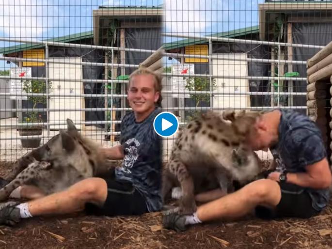 man playing with hyena in cage see what happens next video goes viral on internet | Viral Video: हिंस्त्र तरसाच्या पिंजऱ्यात घुसला माणूस अन् मग, पुढे जे झालं ते होतं केवळ धक्कादायक man playing with hyena in cage see what happens next video goes viral on internet | Viral Video: हिंस्त्र तरसाच्या पिंजऱ्यात घुसला माणूस अन् मग, पुढे जे झालं ते होतं केवळ धक्कादायक