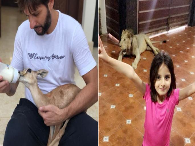 shahid afridi has a pet lion asks twitter as he post a picture with daughter | आफ्रिदीनं घरी सिंह पाळलाय? सोशल मीडियावर फोटो व्हायरल