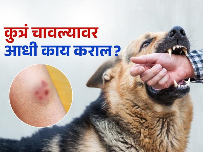 What to do after dog bite and when should the injection be done | कुत्रं चावल्यावर तातडीने करा 'हे' काम, किरकोळ म्हणत कानाडोळा केला तर रेबिजने तडफडून मराल