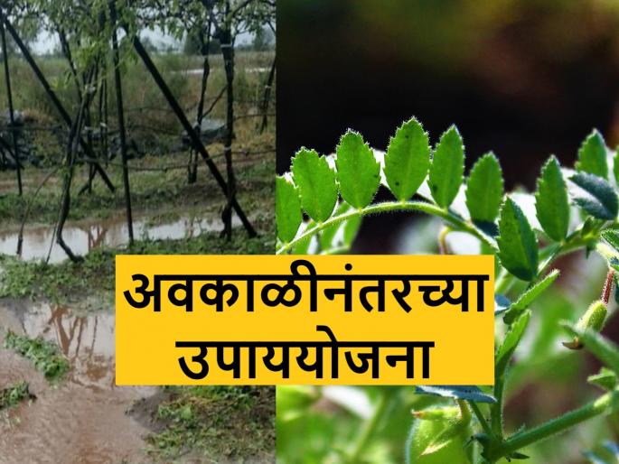 Unseasonal rainfall will be utilized for rabi crop management | बिगर मोसमी पावसाच्या ओलीचा रब्बी पिकांसाठी असा होईल उपयोग Unseasonal rainfall will be utilized for rabi crop management | बिगर मोसमी पावसाच्या ओलीचा रब्बी पिकांसाठी असा होईल उपयोग
