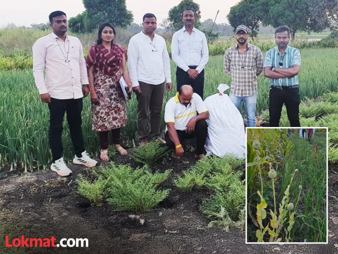 Man arrested for cultivating opium in field police seize 218 opium plants | शेतात अफूची लागवड करणाऱ्यास अटक;पोलिसांनी अफूची २१८ झाडे केली जप्त Man arrested for cultivating opium in field police seize 218 opium plants | शेतात अफूची लागवड करणाऱ्यास अटक;पोलिसांनी अफूची २१८ झाडे केली जप्त