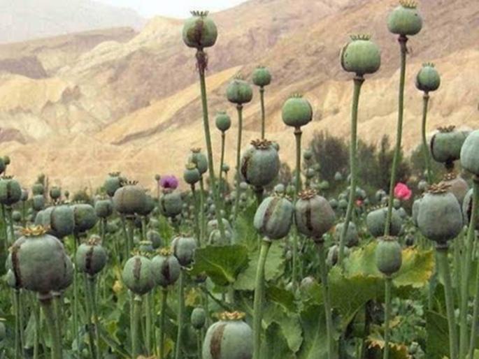Selling opium to make quick money; One arrested in Rajasthan | झटपट पैसे कमवण्यासाठी अफूची विक्री; राजस्थानातील एकाला अटक Selling opium to make quick money; One arrested in Rajasthan | झटपट पैसे कमवण्यासाठी अफूची विक्री; राजस्थानातील एकाला अटक