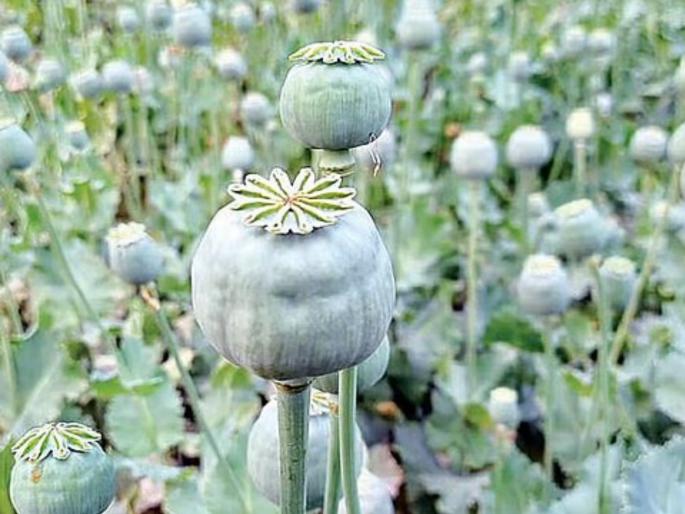 pune crime woman farmer arrested for cultivating narcotics; 66 opium plants seized | अमली पदार्थाची लागवड करणाऱ्या महिला शेतकऱ्यास अटक; ६६ अफुची झाडे जप्त pune crime woman farmer arrested for cultivating narcotics; 66 opium plants seized | अमली पदार्थाची लागवड करणाऱ्या महिला शेतकऱ्यास अटक; ६६ अफुची झाडे जप्त