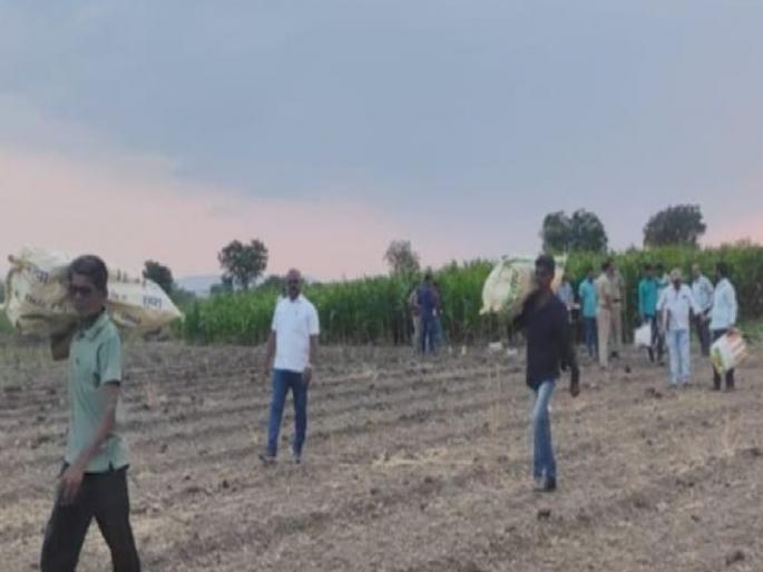 Cultivation of narcotic opium in the field, opium worth three lakhs seized; Lonand police took action | Satara: शेतात केली अफूची शेती, तीन लाखांचा अफू जप्त; लोणंद पोलिसांनी केली कारवाई 
