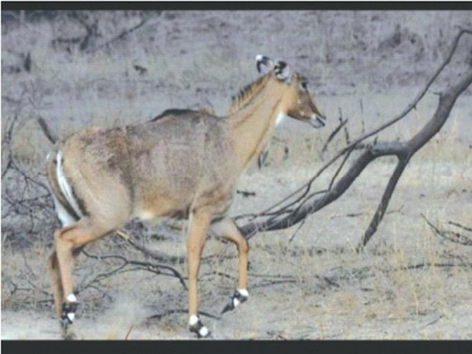 Excessive damage to okra, curry, gram, cucumber by Nilgais | निलगाईंकडून भेंडी, कारली, हरभरा, काकडीचे मोठ्या प्रमाणात नुकसान Excessive damage to okra, curry, gram, cucumber by Nilgais | निलगाईंकडून भेंडी, कारली, हरभरा, काकडीचे मोठ्या प्रमाणात नुकसान