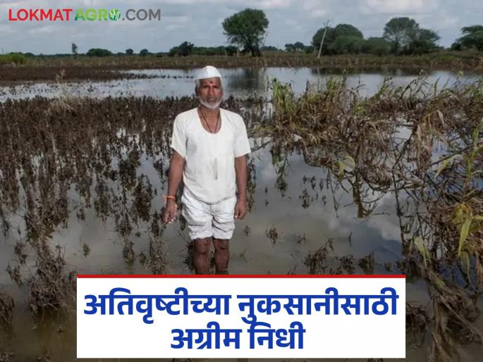 latest News Advance fund of Rs 18 crore for affected farmers for Administrative Divisions of Maharashtra | नुकसानग्रस्त शेतकऱ्यांसाठी 18 कोटी रुपयांचा अग्रीम निधी, पहा विभागनिहाय किती निधी मिळणार latest News Advance fund of Rs 18 crore for affected farmers for Administrative Divisions of Maharashtra | नुकसानग्रस्त शेतकऱ्यांसाठी 18 कोटी रुपयांचा अग्रीम निधी, पहा विभागनिहाय किती निधी मिळणार