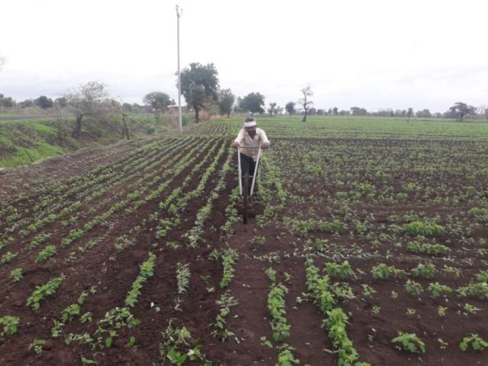 There is only one crop that is dangerous for the farmers | एकच पीक ठरते आहे शेतकऱ्यांसाठी घातक  There is only one crop that is dangerous for the farmers | एकच पीक ठरते आहे शेतकऱ्यांसाठी घातक