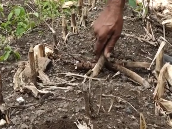 Farmers of Chhatrapati Sambhajinagar have adopted the technology of cultivation in Konkan, what are the benefits? | विनामशागतीचे शेती तंत्रज्ञान छत्रपती संभाजीनगरच्या शेतकऱ्यांनी स्वीकारले, काय आहेत फायदे ? Farmers of Chhatrapati Sambhajinagar have adopted the technology of cultivation in Konkan, what are the benefits? | विनामशागतीचे शेती तंत्रज्ञान छत्रपती संभाजीनगरच्या शेतकऱ्यांनी स्वीकारले, काय आहेत फायदे ?