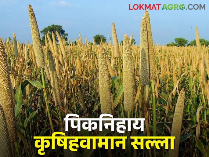 Latest News Take care of onion, millet, wheat, sorghum, get agricultural advice | कांदा, बाजरी, गहू, ज्वारीची अशी घ्या काळजी, जाणून घ्या कृषि विषयक सल्ला Latest News Take care of onion, millet, wheat, sorghum, get agricultural advice | कांदा, बाजरी, गहू, ज्वारीची अशी घ्या काळजी, जाणून घ्या कृषि विषयक सल्ला