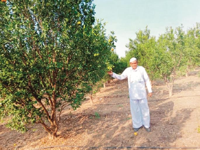 Ashti farmer defeats drought and successful in Horticulture | आष्टीच्या शेतकऱ्याने दुष्काळावर मात करून माळरानावर फुलविली फळबाग Ashti farmer defeats drought and successful in Horticulture | आष्टीच्या शेतकऱ्याने दुष्काळावर मात करून माळरानावर फुलविली फळबाग