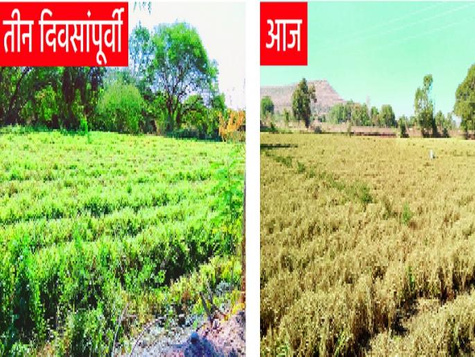 ginger crop burnt due to cold weather in pishor | कडाक्याच्या थंडीने शेतामधील लाखमोलाचे अद्रक करपले
