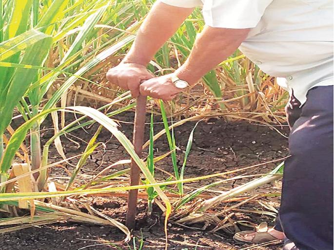 Smart Pahar developed by farmers to give sugarcane fertilizer | उसाला खत देण्यासाठी शेतकऱ्यांनी विकसित केली स्मार्ट पहार Smart Pahar developed by farmers to give sugarcane fertilizer | उसाला खत देण्यासाठी शेतकऱ्यांनी विकसित केली स्मार्ट पहार