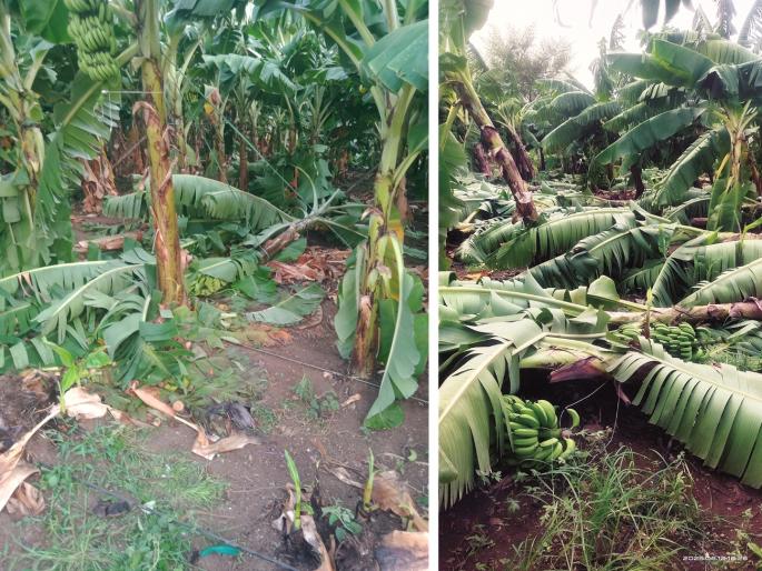 Chhatrapati Sambhajinagar hit by gale force winds; Papaya, banana uprooted, leaves on houses blown off | वादळी वाऱ्याचा छत्रपती संभाजीनगरच्या शेतकऱ्यांना तडाखा; पपई, केळी आडवी, पत्रे उडाली Chhatrapati Sambhajinagar hit by gale force winds; Papaya, banana uprooted, leaves on houses blown off | वादळी वाऱ्याचा छत्रपती संभाजीनगरच्या शेतकऱ्यांना तडाखा; पपई, केळी आडवी, पत्रे उडाली