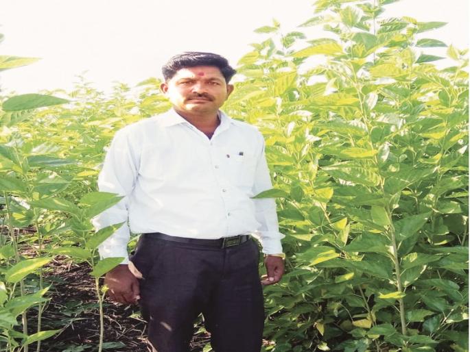 Nanded farmer progress achieved due to silk industry in drought | नांदेडच्या शेतकऱ्याने दुष्काळातही रेशीम उद्योगामुळे साधली प्रगती