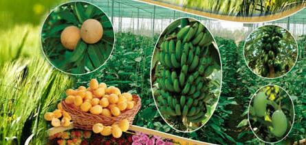 Budget your mind; The policy decision to remove the broker in the farm | Budget 2019: बजेट आपल्या मनातलं; शेतीमालातील दलाल हटविण्यासाठी धोरणात्मक निर्णय हवा Budget your mind; The policy decision to remove the broker in the farm | Budget 2019: बजेट आपल्या मनातलं; शेतीमालातील दलाल हटविण्यासाठी धोरणात्मक निर्णय हवा