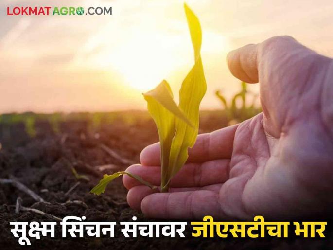 Latest News Agriculture News GST burden on fertilizers, Pesticides and micro irrigation read in detail | Agriculture News : खते, अवजारांवरील जीएसटीचा भार वाढला, शेतकऱ्यांचा एकरी खर्चही वाढला, वाचा सविस्तर Latest News Agriculture News GST burden on fertilizers, Pesticides and micro irrigation read in detail | Agriculture News : खते, अवजारांवरील जीएसटीचा भार वाढला, शेतकऱ्यांचा एकरी खर्चही वाढला, वाचा सविस्तर