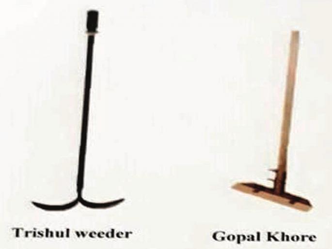 Grassroot Innovator: Vasantrao Naik Marathwada Agricultural University invent instruments for weeding | ग्रासरूट इनोव्हेटर : कृषी विद्यापीठाने खुरपणी व निंदणीसाठी बनवला लांब दांड्याचा विळा Grassroot Innovator: Vasantrao Naik Marathwada Agricultural University invent instruments for weeding | ग्रासरूट इनोव्हेटर : कृषी विद्यापीठाने खुरपणी व निंदणीसाठी बनवला लांब दांड्याचा विळा