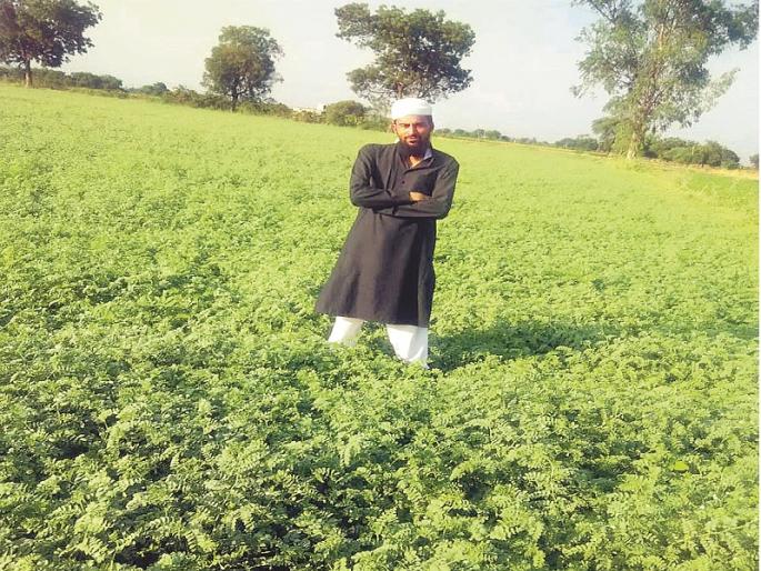 The young farmer got increased income from Kabuli Chana by replacing sugarcane crop | युवा शेतकऱ्याने ऊस शेतीला फाटा देत काबुली हरभऱ्यातून मिळवले भरघोस उत्पन्न The young farmer got increased income from Kabuli Chana by replacing sugarcane crop | युवा शेतकऱ्याने ऊस शेतीला फाटा देत काबुली हरभऱ्यातून मिळवले भरघोस उत्पन्न