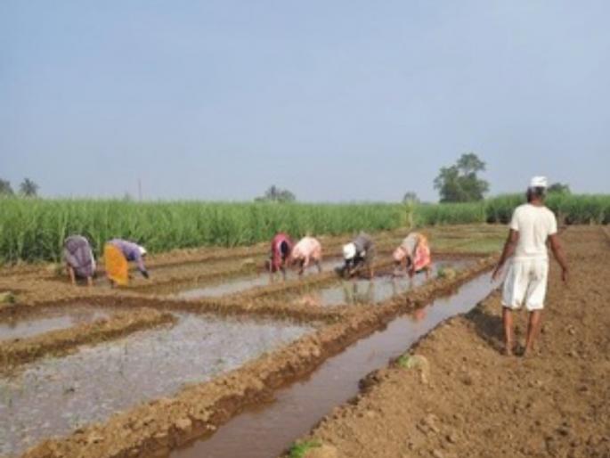 pune news abundant water in Bhima River but electricity is available at night..! Farmers in Shirur taluka are suffering | भीमा नदीत मुबलक पाणी… पण वीज रात्रीची..! शिरूर तालुक्यातील शेतकरी त्रस्त pune news abundant water in Bhima River but electricity is available at night..! Farmers in Shirur taluka are suffering | भीमा नदीत मुबलक पाणी… पण वीज रात्रीची..! शिरूर तालुक्यातील शेतकरी त्रस्त