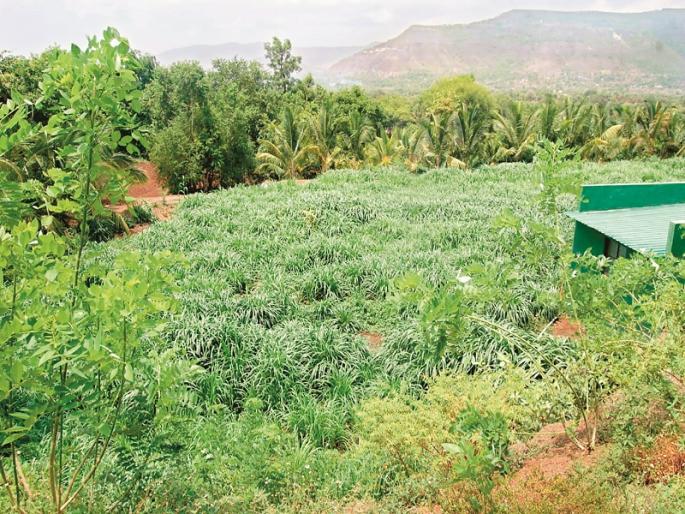 Organic farming done by RCC Designer on 35 acres of waste land | आरसीसी डिझायनरने तब्बल ३५ एकर ओसाड माळरानावर केली सेंद्रिय शेती Organic farming done by RCC Designer on 35 acres of waste land | आरसीसी डिझायनरने तब्बल ३५ एकर ओसाड माळरानावर केली सेंद्रिय शेती