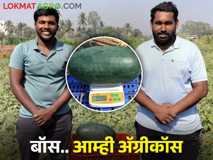 Jigarbaz two friends rent farming... Education and experience combination got good success in watermelon crop | जिगरबाज दोन मित्रांची वाट्याने शेती... शिक्षणाला अनुभवाची जोड अन् यशाला नाही कशाची तोड Jigarbaz two friends rent farming... Education and experience combination got good success in watermelon crop | जिगरबाज दोन मित्रांची वाट्याने शेती... शिक्षणाला अनुभवाची जोड अन् यशाला नाही कशाची तोड