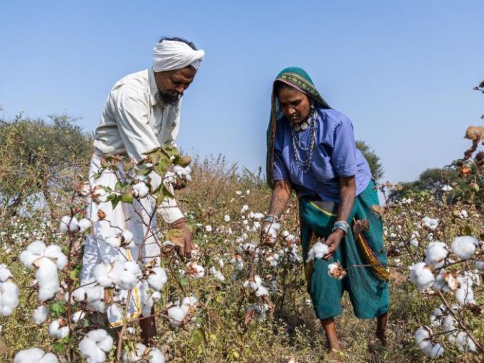 No agricultural laborers found in Akola district! | अकोला जिल्ह्यात शेतीकामासाठी मजूर मिळेना! No agricultural laborers found in Akola district! | अकोला जिल्ह्यात शेतीकामासाठी मजूर मिळेना!