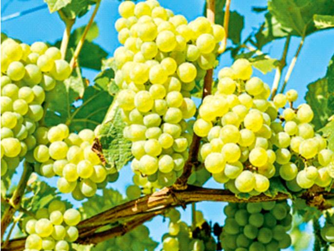 Grapes will taste good, 'turmeric' will also taste good!, Highest amount in new crop loan | द्राक्षांना स्वाद, ‘हळद’ही घेणार आस्वाद!, नव्या पीक कर्जात सर्वाधिक रक्कम Grapes will taste good, 'turmeric' will also taste good!, Highest amount in new crop loan | द्राक्षांना स्वाद, ‘हळद’ही घेणार आस्वाद!, नव्या पीक कर्जात सर्वाधिक रक्कम