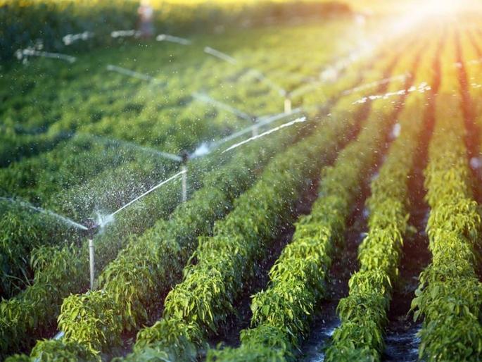 iit topper couple left america jobs package 1 crore start perma culture farming | निसर्गाच्या पडले प्रेमात! IIT टॉपर कपलने कोट्यवधींची नोकरी सोडली; करायला लागले शेती iit topper couple left america jobs package 1 crore start perma culture farming | निसर्गाच्या पडले प्रेमात! IIT टॉपर कपलने कोट्यवधींची नोकरी सोडली; करायला लागले शेती