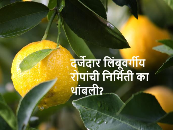 Why the shortage of one and a half crore citrus root stock in India? | देशात दीड कोटी लिंबूवर्गीय कलमांचा तुटवडा का, समजून घेऊ Why the shortage of one and a half crore citrus root stock in India? | देशात दीड कोटी लिंबूवर्गीय कलमांचा तुटवडा का, समजून घेऊ