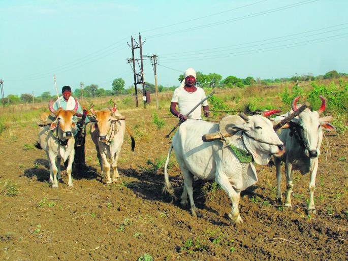 Why do loan waiver lists in English? | कर्जमाफीच्या याद्या इंग्रजीमध्ये का?