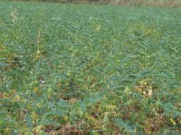 Grams sowing areal will be broaden | रब्बीत हरभऱ्याचे क्षेत्र वाढणार! Grams sowing areal will be broaden | रब्बीत हरभऱ्याचे क्षेत्र वाढणार!