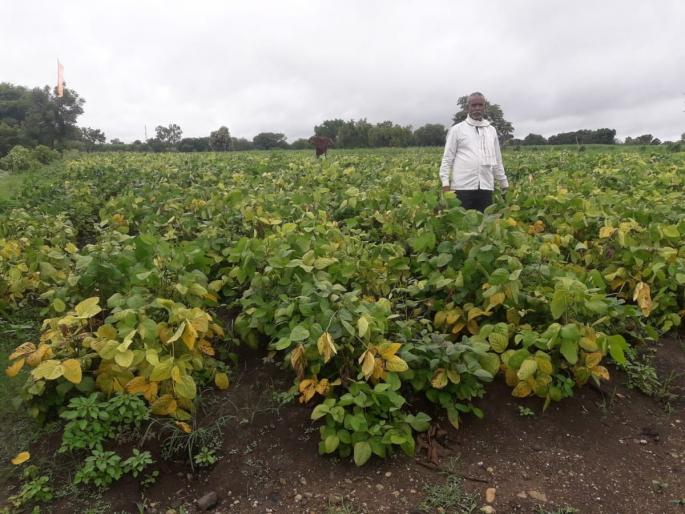 Agriculture News: Yellow mosaic raises concern after snails, soybean borer, round weevil outbreak | Agriculture News: गोगलगायीनंतर यलो मोझॅकने वाढविली चिंता, सोयाबीनवर खोडमाशी, चक्री भुंग्याचाही प्रादुर्भाव Agriculture News: Yellow mosaic raises concern after snails, soybean borer, round weevil outbreak | Agriculture News: गोगलगायीनंतर यलो मोझॅकने वाढविली चिंता, सोयाबीनवर खोडमाशी, चक्री भुंग्याचाही प्रादुर्भाव