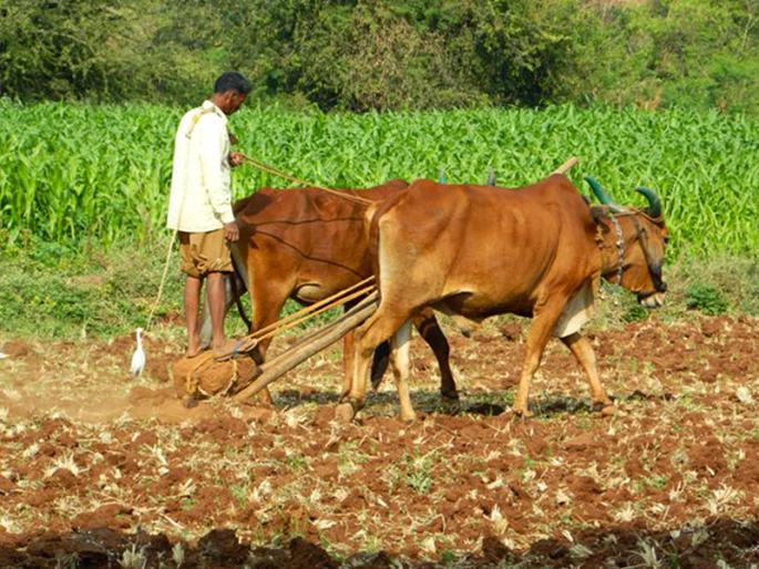 farmers should become traders to stop looting | लूट थांबविण्यासाठी शेतकरी व्हायला हवा व्यापारी