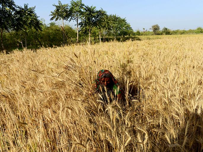 Shock cuts in the grain barrier market | धान्याच्या अडत बाजारात शुकशुकाट  Shock cuts in the grain barrier market | धान्याच्या अडत बाजारात शुकशुकाट