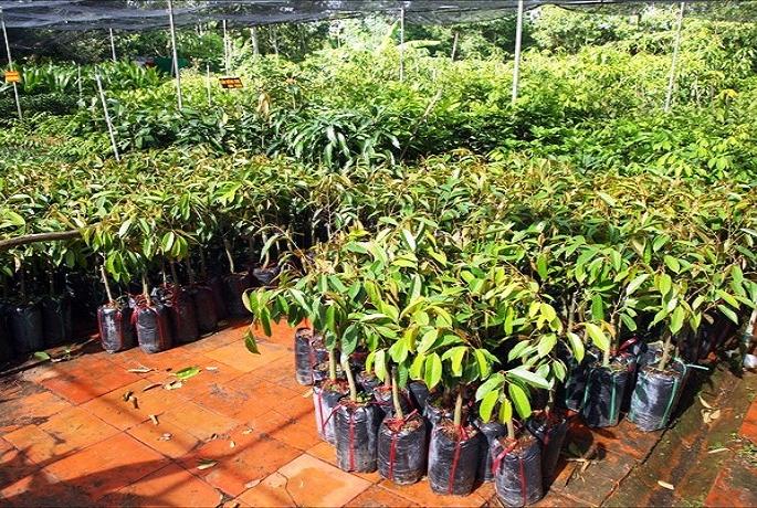 Agriculture Department's emphasis on extension of forests | वनशेती वाढविण्यावर कृषी विभागाचा भर  Agriculture Department's emphasis on extension of forests | वनशेती वाढविण्यावर कृषी विभागाचा भर