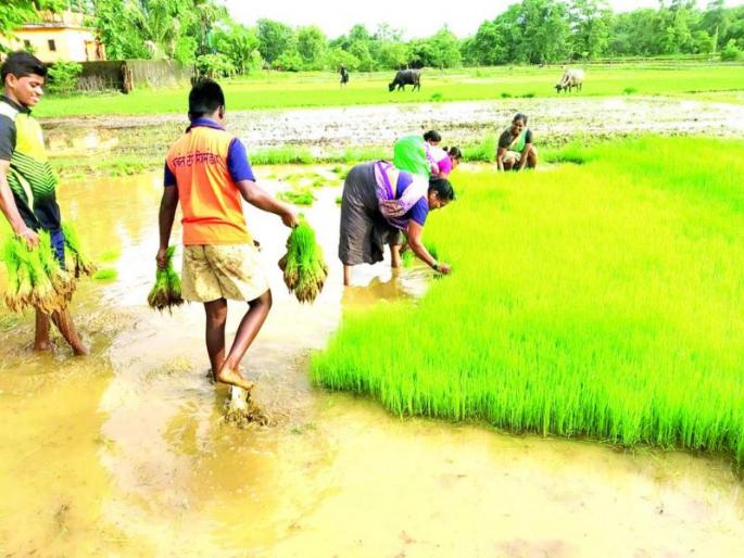 Dark shadow on the corona rice husk | कोरोनाची भात आवणीवर गडद छाया; शेती कामाला मिळेना मजुर Dark shadow on the corona rice husk | कोरोनाची भात आवणीवर गडद छाया; शेती कामाला मिळेना मजुर