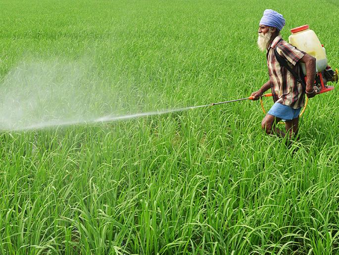 'Military' challenge against Maize; Brainstorming on solutions and new opportunities | मक्यासमोरील ‘लष्करी’ आव्हान; उपाय आणि नव्या संधींवर मंथन  'Military' challenge against Maize; Brainstorming on solutions and new opportunities | मक्यासमोरील ‘लष्करी’ आव्हान; उपाय आणि नव्या संधींवर मंथन